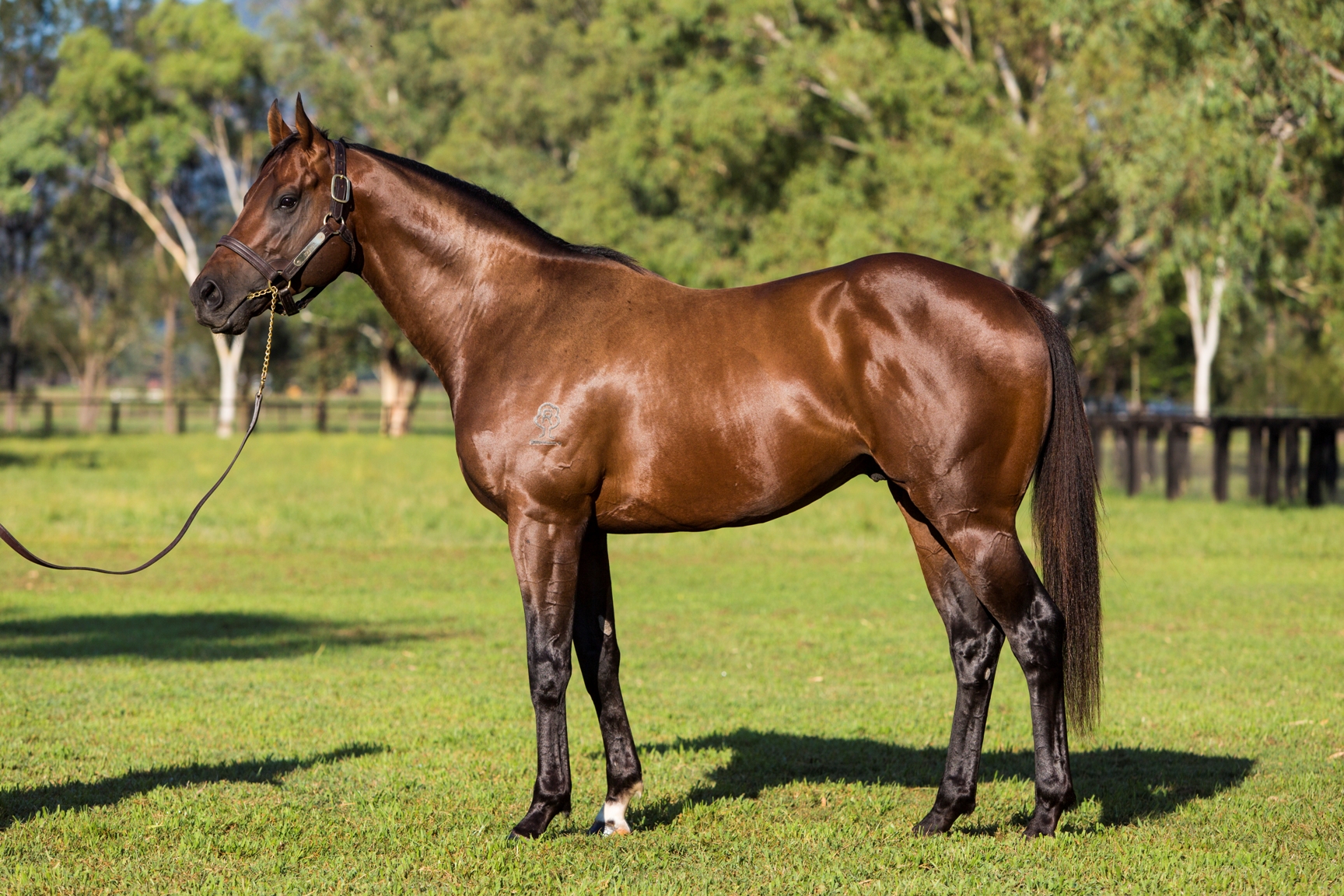 WIDDEN STUD, ZOUSTAR, 14/01/2015