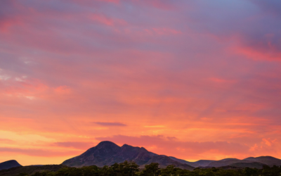 Scenic Rim Producers Spotlight